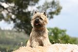 CAIRN TERRIER 549